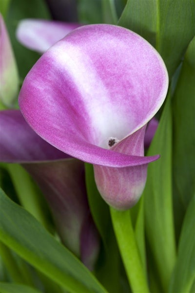 Nahaufnahme einer lila Calla-Lilie mit grünen Blättern