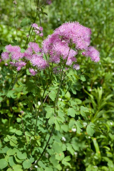 Thalictrum aquilegifolium 'Purpureum', Akeleiblättrige Wiesenraute, ca. 9x9 cm Topf