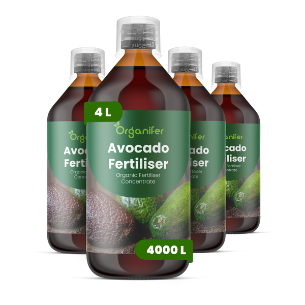 Nahaufnahme von reifen Avocados mit höckeriger Schale und Organifer Logo.