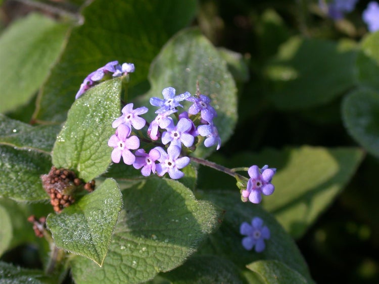Brunnera macrophylla 'Langtrees', Kaukasusvergissmeinnicht, ca. 9x9 cm Topf