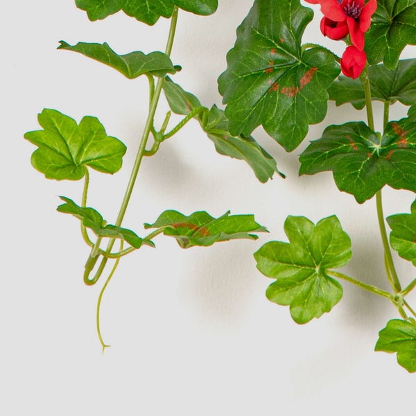 Orchideenwurzeln und Moostopf mit sichtbaren grünen Luftwurzeln.