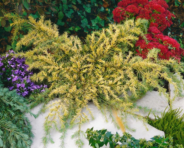 Gelbe Zeder mit roten und violetten Blumen in einem Garten