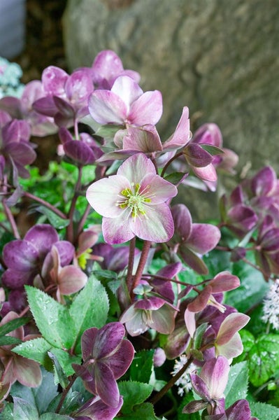 Nahaufnahme von Lenzrosen mit purpurfarbenen Blüten und grünen Blättern.