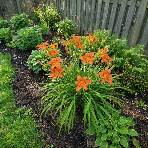 Blühende orangefarbene Taglilien in einem Gartenbeet mit dunklem Rindenmulch und verschiedenen Grünpflanzen vor einem Holzzaun.