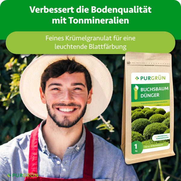 Gärtner mit Strohhut neben einer Packung Purgrün Buchsbaumdünger mit Tonmineralien für gesundes Wachstum und circa zwanzig Buchsbäume.