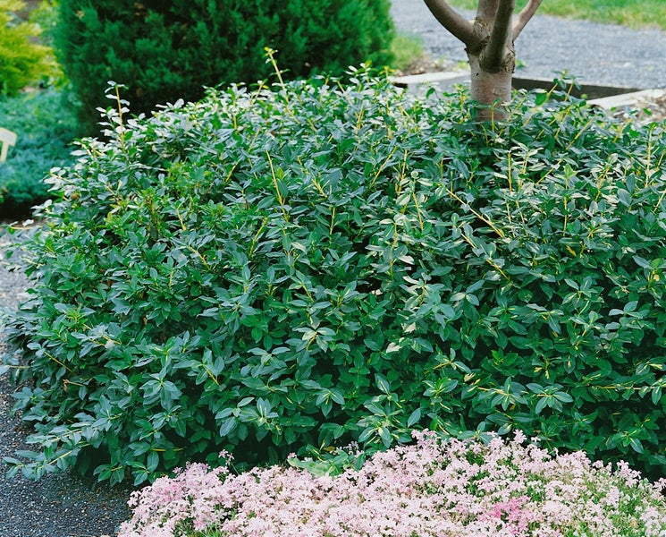 Euonymus fortunei 'Sunspot', Kriechspindel, ca. 9x9 cm Topf