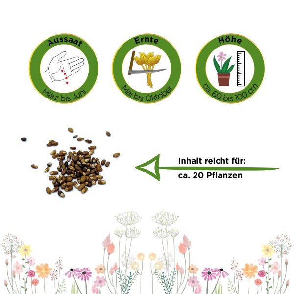 Rosmarin Samen von Deine Gartenwelt