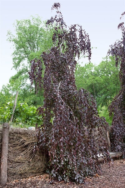 Fagus sylvatica, Rotbuche, 125–150 cm