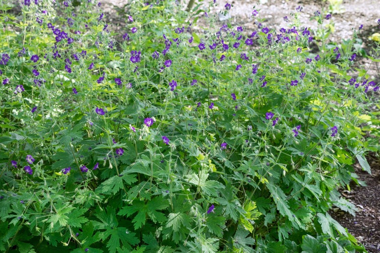 Geranium phaeum 'Lily Lovell', Storchschnabel, violett, ca. 9x9 cm Topf