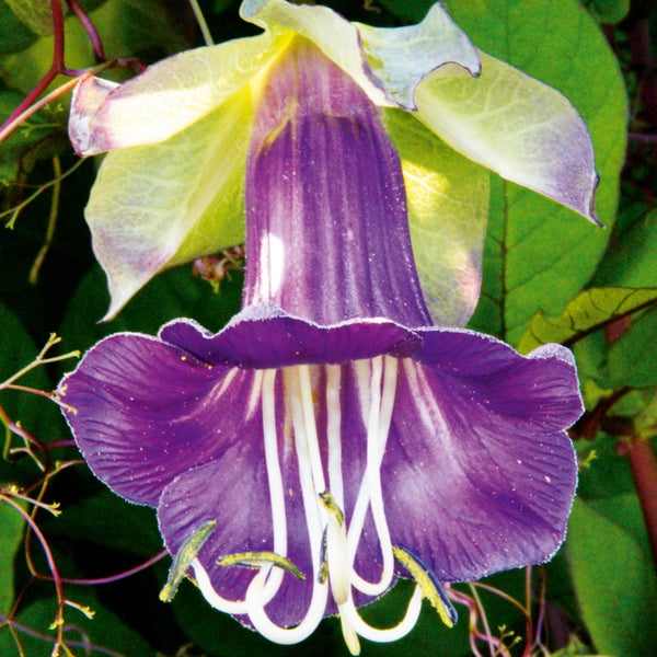 Glockenrebe Cobaea scandens mit violetter, glockenförmiger Blüte und weißen Staubblättern.