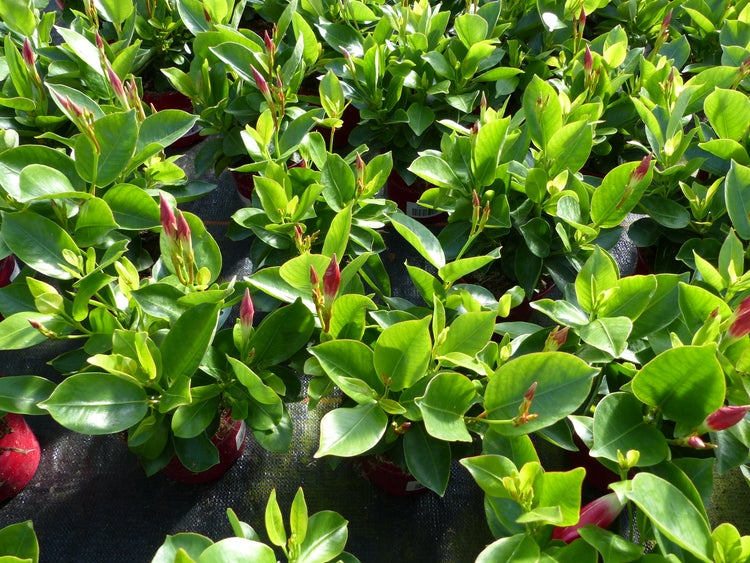 Dipladenia Mandevilla Pflanzen in Töpfen mit glänzenden grünen Blättern und roten Blütenknospen.