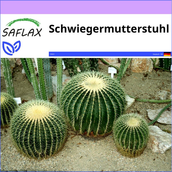 SAFLAX  - Schwiegermutterstuhl - Echinocactus grusonii - 40 Samen