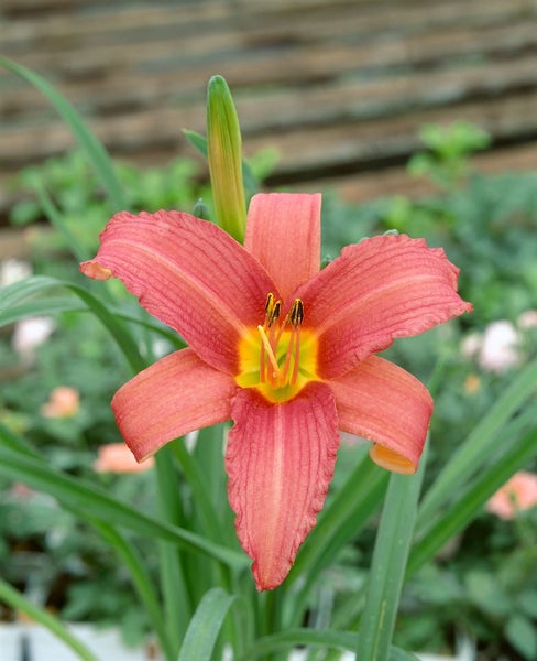 Hemerocallis x cult. 'Pink Damask', Taglilie, rosa, ca. 11x11 cm Topf