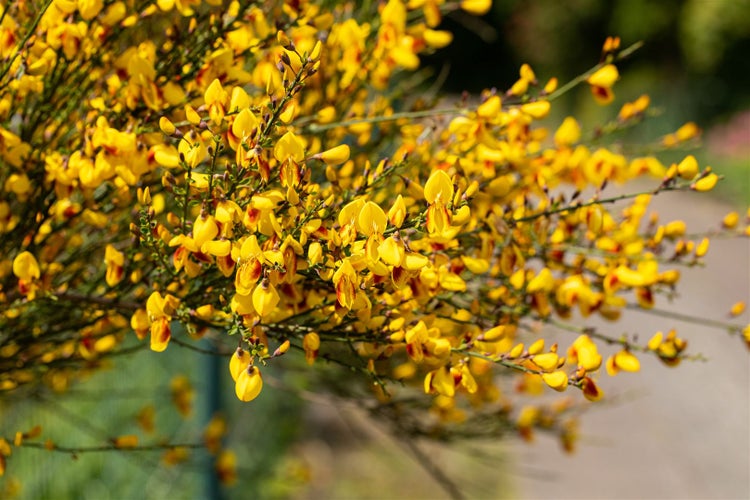 Cytisus scoparius 'Jessica', Besenginster, gelb-rot, 30–40 cm