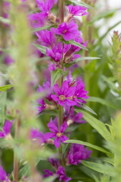 Lythrum salicaria, Blutweiderich, purpurrosa, ca. 9x9 cm Topf