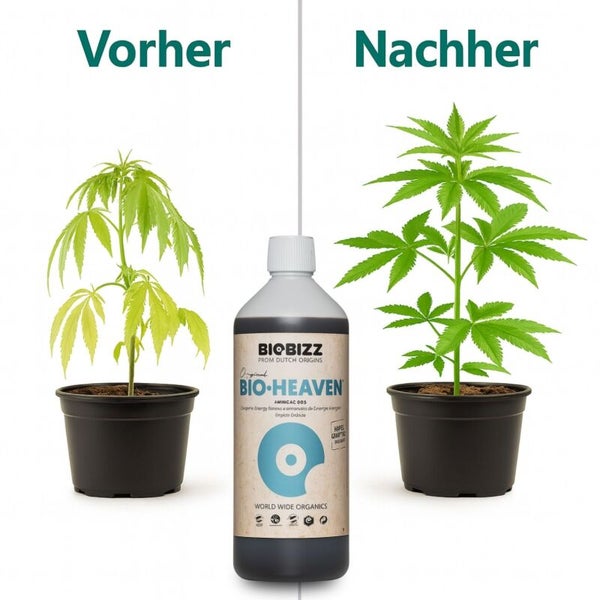 Vorher-Nachher-Vergleich einer Pflanze mit Biobizz Bio-Heaven Pflanzenhilfsmittel. Die rechte Pflanze zeigt verbessertes Wachstum und Vitalität.