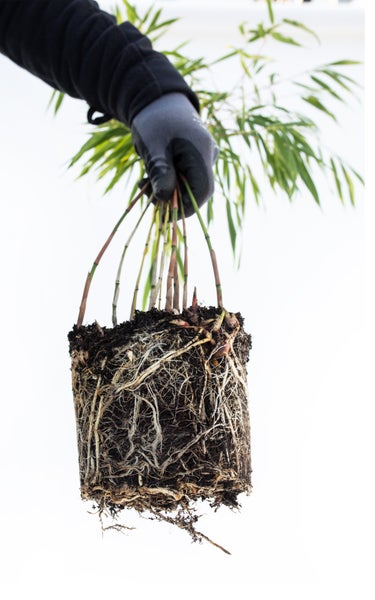 Fargesia robusta Campbell 80/100 cm hoch, im 3 Liter-Topf