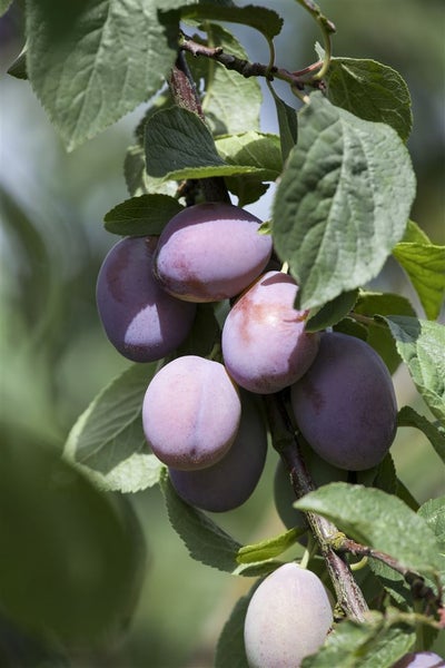 Prunus domestica 'Imperial', Pflaume, 125–150 cm