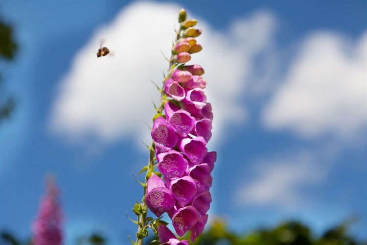 Digitalis purpurea, Fingerhut, rosa Blüten, ca. 9x9 cm Topf