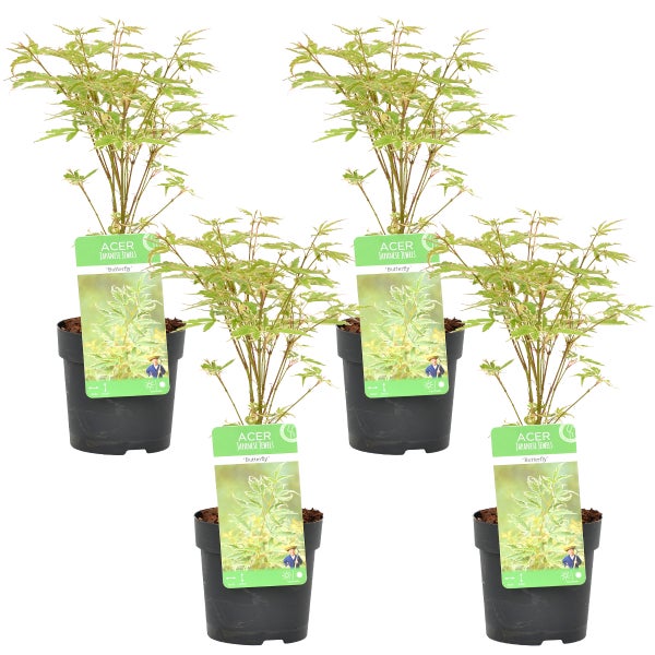 4x Acer palmatum 'Butterfly' – Japanischer Ahorn – Strauch – Winterheart – ⌀10,5 cm – ↕25-30 cm