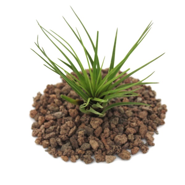 Graue 30 Liter Lagerbox aus Kunststoff mit Griffen und den Maßen 40 cm x 30 cm x 32 cm