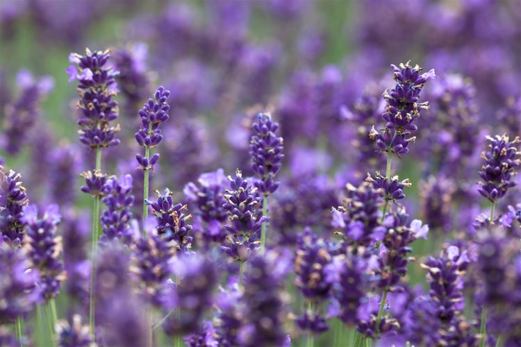 Lavandula angustifolia 'Hidcote Blue', Lavendel, blau, ca. 9x9 cm Topf
