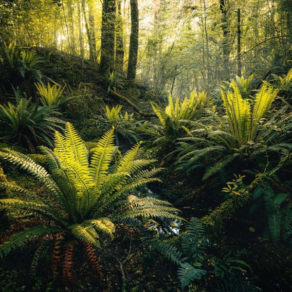 Szene eines Waldes mit Farnen und Bäumen