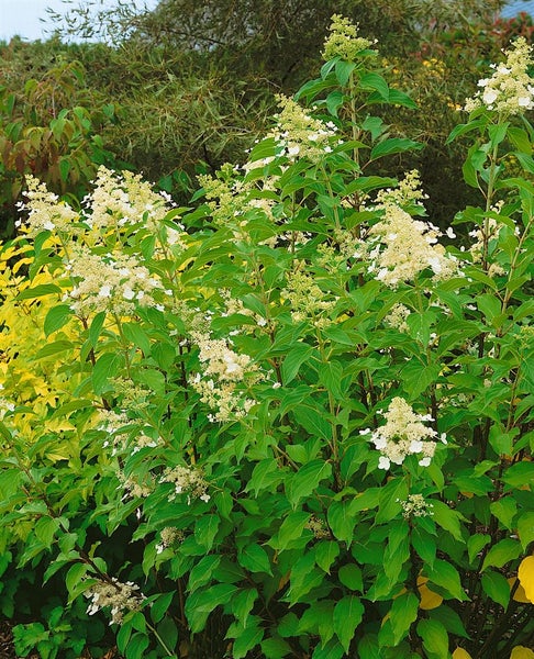 Hydrangea paniculata 'Kyushu', Rispenhortensie, weiß, 100–125 cm