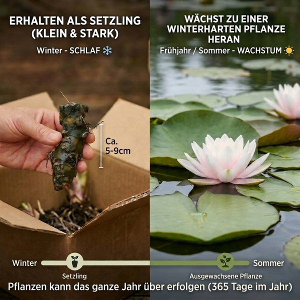 Infografik zum Wachstum einer Seerose: Links ein zirka 5 bis 9 cm langer Setzling im Winter, rechts die ausgewachsene Pflanze im Sommer.