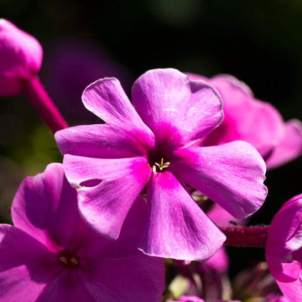 Bloomique - 3er Set - Phlox Paniculata Laura - Phlox - Gartenpflanzen - Winterhart - Höhe 10-20 cm - Topf 9x9 cm