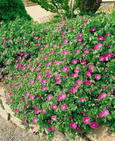 Geranium sanguineum 'Inverness', Storchschnabel, rosa, ca. 9x9 cm Topf