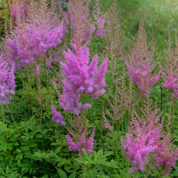 Blühende Astilbe mit rosa federartigen Blütenständen zwischen grünen Blättern.