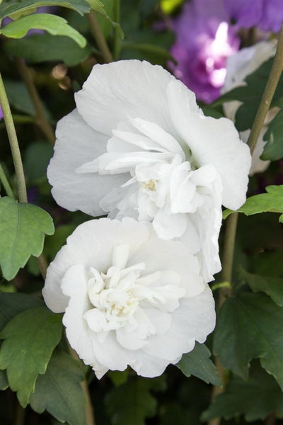 Hibiscus syriacus 'White Chiffon', Gartenhibiskus, weiß, 40–60 cm