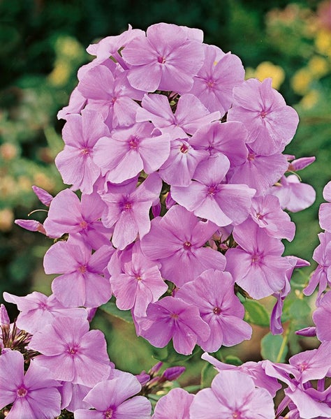 Nahaufnahme von Flammenblumenblüten