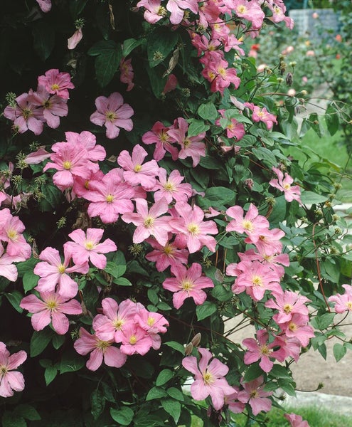 Kletterpflanze mit rosafarbenen Blüten und grünen Blättern.