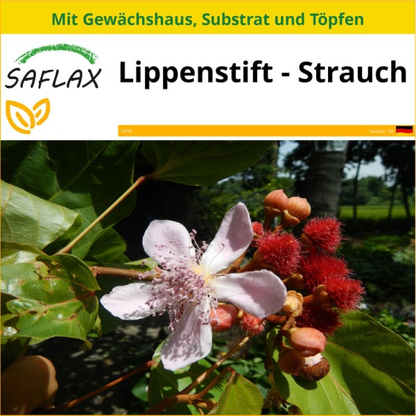SAFLAX Anzucht Set - Lippenstift - Strauch - Bixa orellena - 20 Samen - Mit Mini-Gewächshaus, Anzuchtsubstrat und 2 Töpfen