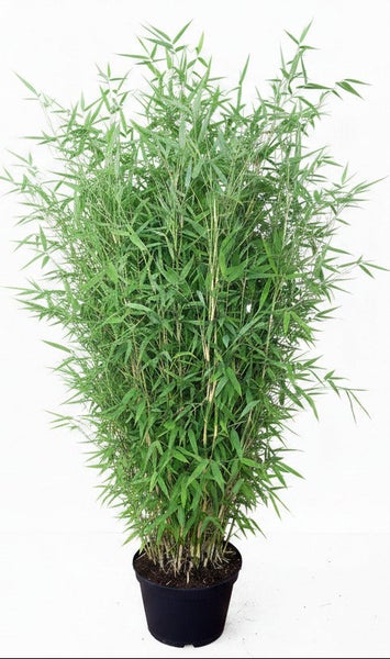 Bambuspflanze im schwarzen Kunststofftopf als dekorative Gartenpflanze