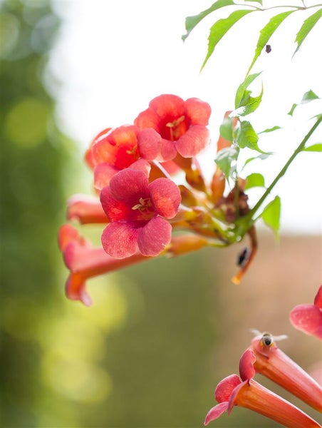 Campsis radicans 'Flamenco', Trompetenblume, leuchtend rot, 60–100 cm