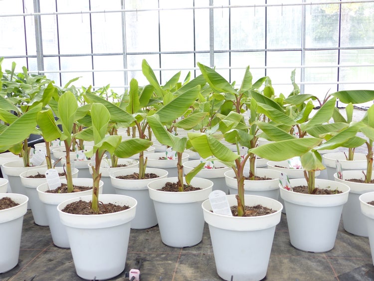 Bananenstaude Banane-Musa-velutina-55-60-cm, Kenia-Banane, Mini-Banane,  winterhart