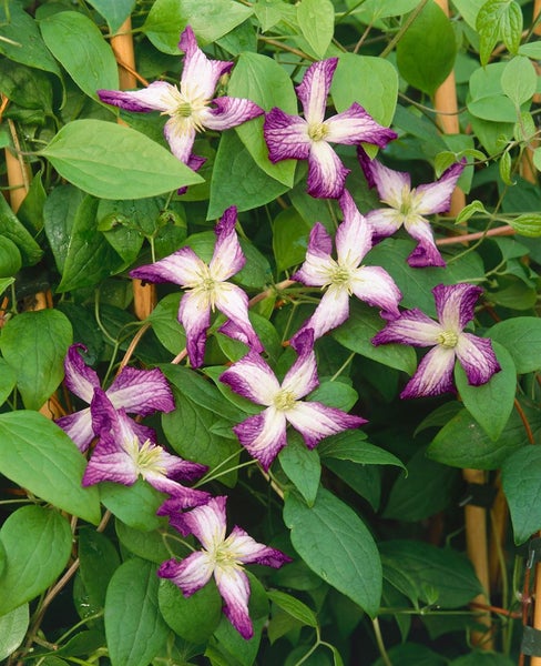 Clematis viticella 'Minuet', Italienische Waldrebe, zweifarbig, 60–100 cm