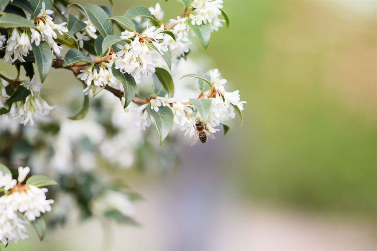 Osmanthus burkwoodii, Duftblüte, immergrün, 40–60 cm