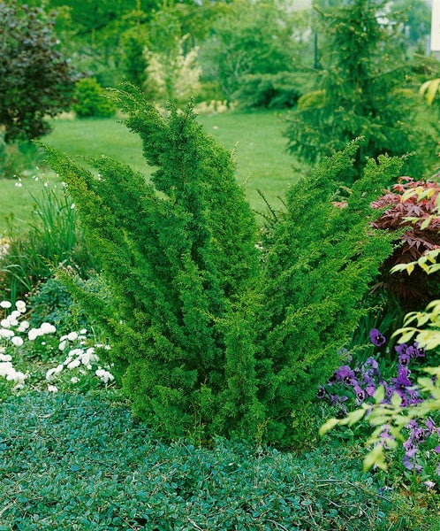 Juniperus chinensis 'Blaauw', Chinesischer Wacholder, 25–30 cm