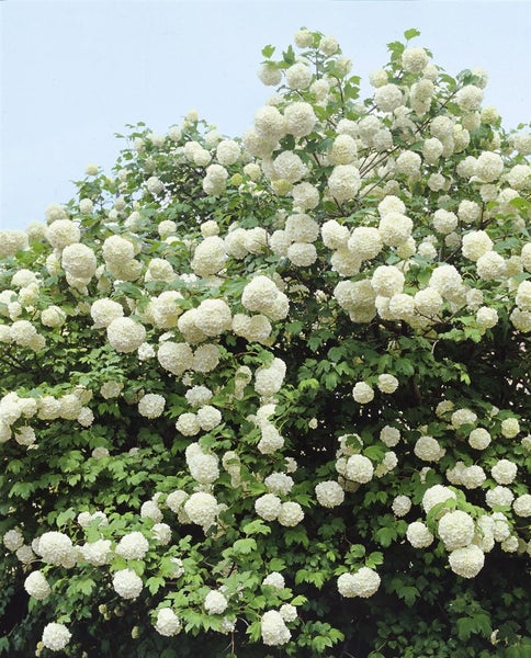 Viburnum opulus 'Roseum', Schneeball, weiß, 100–125 cm