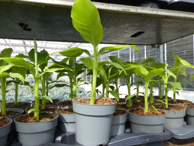 Bananenstaude Musa Basjoo 60 - 80 cm winterhart Staude japanische Faserbanane