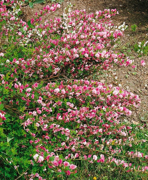 Cytisus purpureus, Purpur-Ginster, 20–30 cm