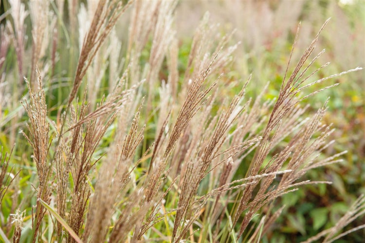Miscanthus sinensis 'Nippon', Chinaschilf, 3-5 Liter Container