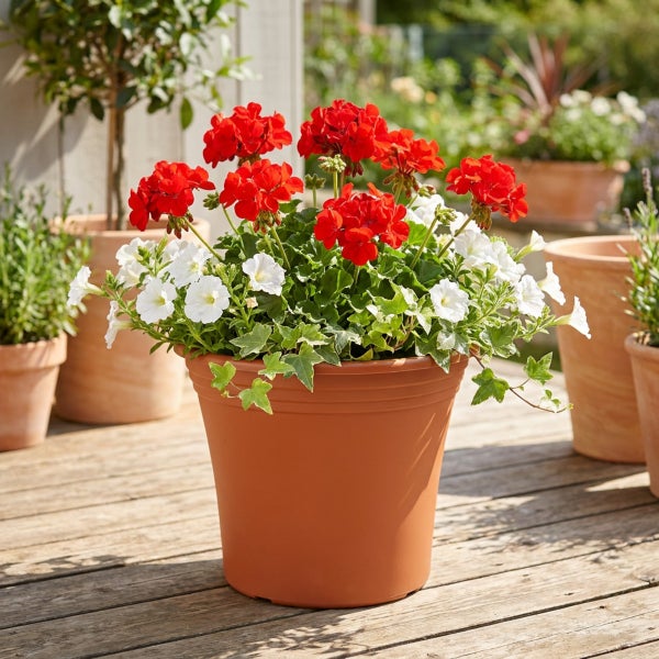 Blumengesteck in einem Terrakotta Blumentopf mit roten Geranien und weißen Petunien auf einer Holzterrasse im Außenbereich