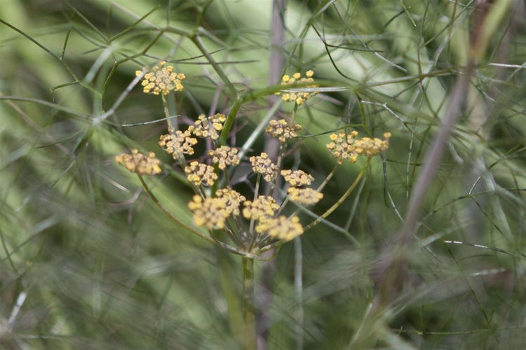 Foeniculum vulgare 'Rubrum', Bronze-Fenchel, ca. 9x9 cm Topf