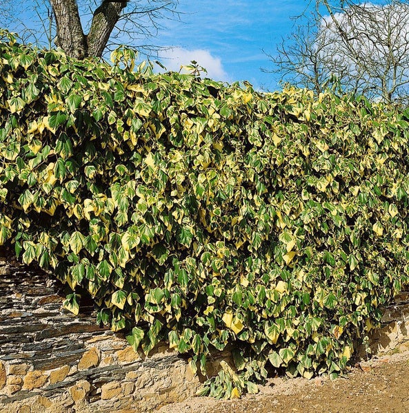 Hedera colchica 'Dentata Variegata', Efeu, buntlaubig, 60–100 cm