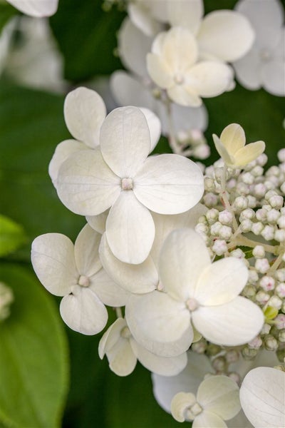 Hydrangea macrophylla 'Teller White', Hortensie, weiß, 30–40 cm